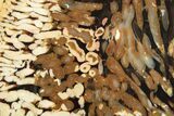 Slab of Fossilized Peanut Wood - Australia #208098-1